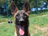 Chiot femelle Malinois LOF &agrave; vendre