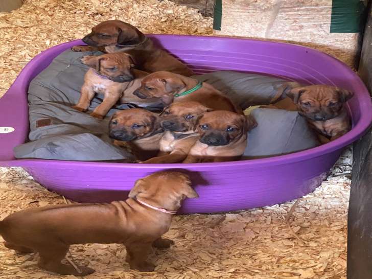 Magnifiques chiots Rhodhesian Ridgeback avec pedigree à vendre