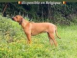 Magnifiques chiots Rhodhesian Ridgeback avec pedigree à vendre