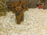 Magnifiques chiots Rhodhesian Ridgeback avec pedigree à vendre