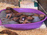 Magnifiques chiots Rhodhesian Ridgeback avec pedigree à vendre