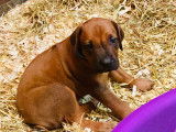 Magnifiques chiots Rhodhesian Ridgeback avec pedigree à vendre
