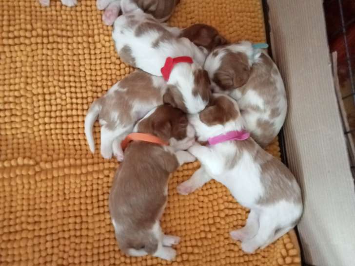 Chiots de race Cavalier King Charles Spaniel à vendre (4 mâles)