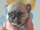 À réserver : 2 chiots mâles Chihuahuas LOF