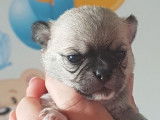 À réserver : 2 chiots mâles Chihuahuas LOF