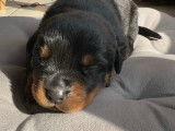 chiot male