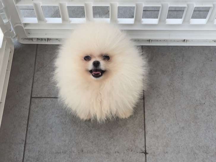 Chiot Loulou de Pomeranie à vendre