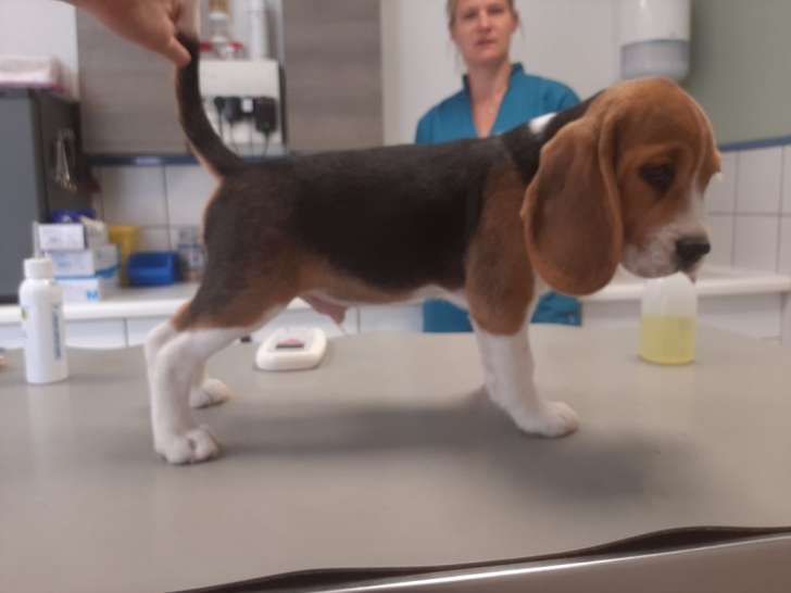 3 chiots Beagles LOF à vendre