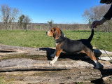 2 chiots Beagles disponibles à la vente