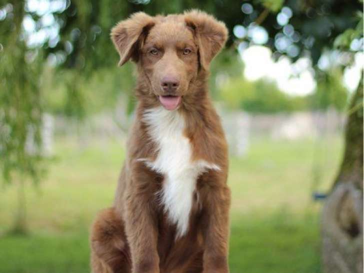 À réserver : 8 chiots Bergers australiens LOF