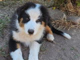 À vendre : 1 chiot Berger Australien mâle LOF