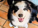 À vendre : 1 chiot Berger Australien mâle LOF