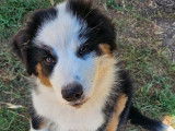 À vendre : 1 chiot Berger Australien mâle LOF