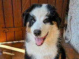 À vendre : 1 chiot Berger Australien mâle LOF