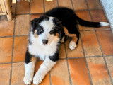 À vendre : 1 chiot Berger Australien mâle LOF