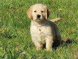 Un chiot femelle Golden Retriever LOF à vendre