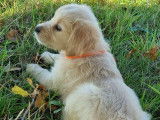 Un chiot femelle Golden Retriever LOF à vendre