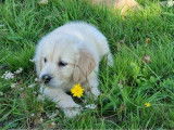 Un chiot femelle Golden Retriever LOF à vendre