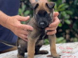 À réserver, 4 chiots Bergers Belges Malinois LOF