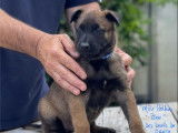 À réserver, 4 chiots Bergers Belges Malinois LOF