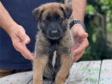 À réserver, 4 chiots Bergers Belges Malinois LOF