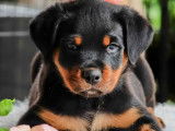 À vendre : 2 chiots Rottweilers LOF