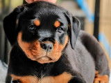 À vendre : 2 chiots Rottweilers LOF