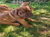 Chiots Dogue de Bordeaux LOF à vendre