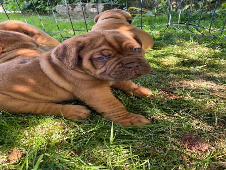 Chiots Dogue de Bordeaux LOF à vendre