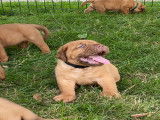 Chiots Dogue de Bordeaux LOF à vendre