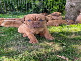 Chiots Dogue de Bordeaux LOF à vendre