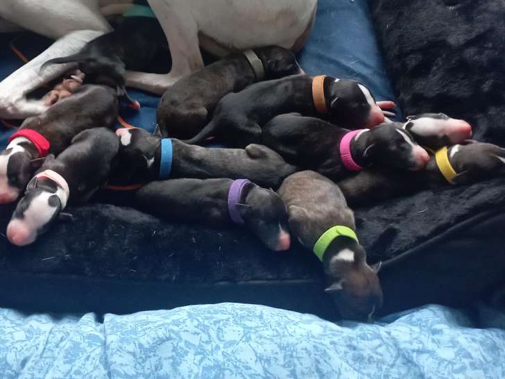 Chiots Whippet bringés LOF