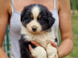 Chiots Bergers Australiens dispo