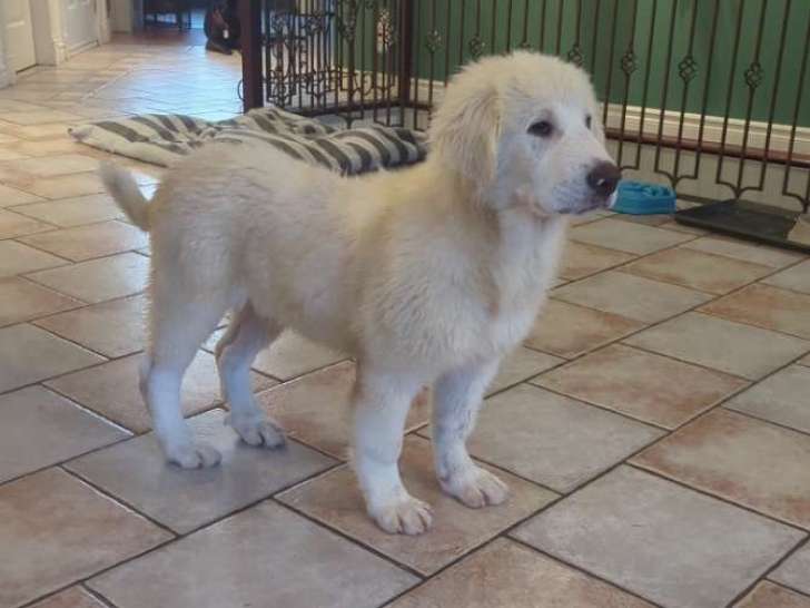 Chiots Gampr à vendre