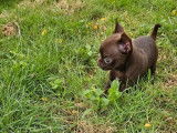 2 chiots Chihuahuas LOF à réserver