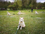 À vendre : des chiots mâles Bergers Blancs Suisses LOF