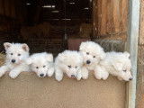 À vendre : des chiots mâles Bergers Blancs Suisses LOF