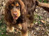 Mâle Cocker Anglais disponible pour saillie