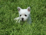 3 chiots Westies LOF à vendre