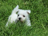 3 chiots Westies LOF à vendre
