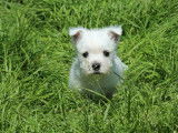 3 chiots Westies LOF à vendre