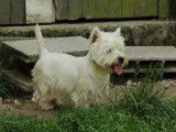 3 chiots Westies LOF à vendre