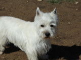 3 chiots Westies LOF à vendre