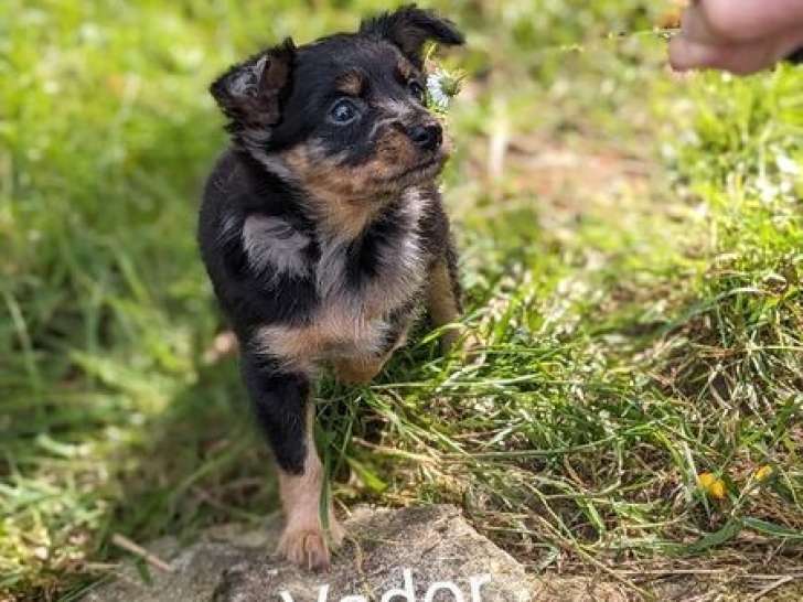 2 chiots mâles Russkiy Toy non LOF à réserver