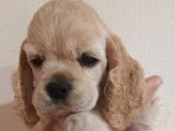 À réserver, 4 chiots Cockers Américains LOF
