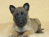 Chiots Bergers Malinois LOF à réserver