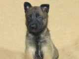 Chiots Bergers Malinois LOF à réserver