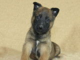 Chiots Bergers Malinois LOF à réserver