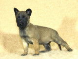 Chiots Bergers Malinois LOF à réserver