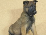 Chiots Bergers Malinois LOF à réserver